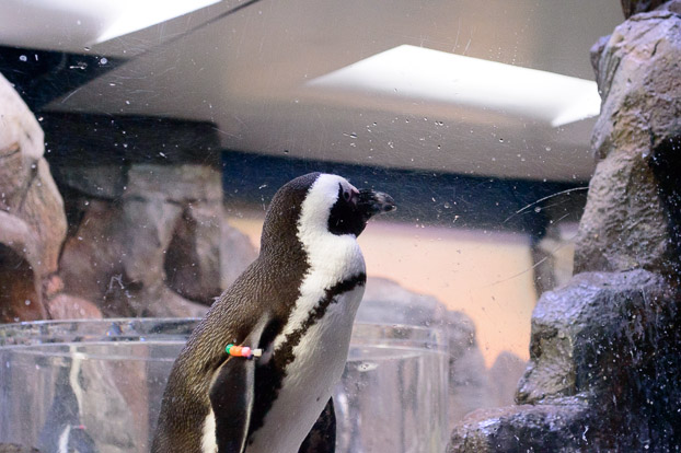 A Visit to the Georgia Aquarium