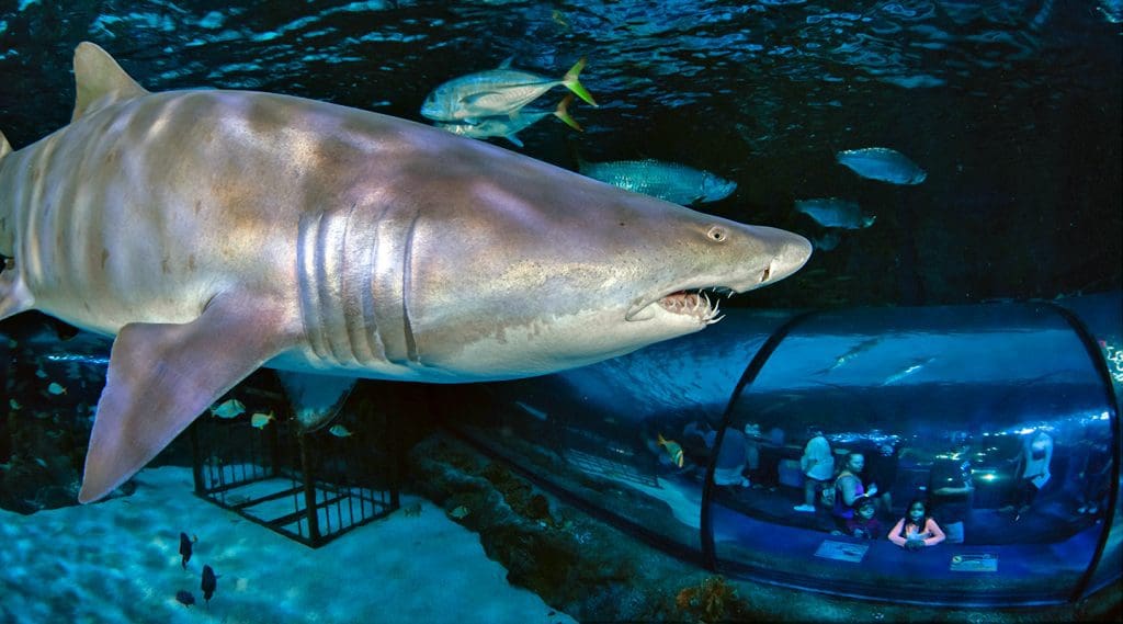Ripley's aquarium of the Smokies